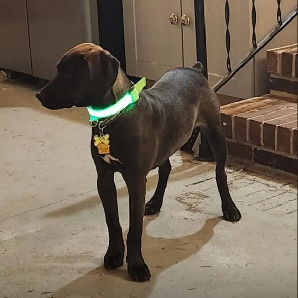 Glow in the dark Collar - Picture 3 of 4